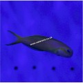 MIDAS BLENNY